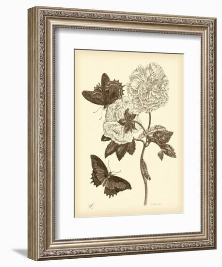 Nature Study in Sepia IV-Maria Sibylla Merian-Framed Art Print