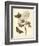 Nature Study in Sepia IV-Maria Sibylla Merian-Framed Art Print