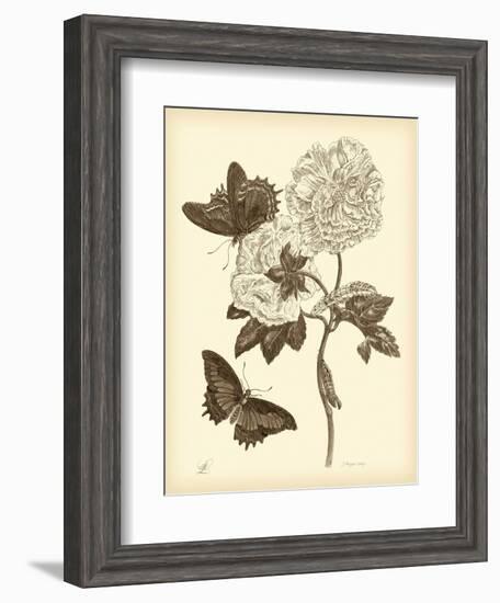 Nature Study in Sepia IV-Maria Sibylla Merian-Framed Art Print