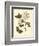 Nature Study in Sepia IV-Maria Sibylla Merian-Framed Art Print