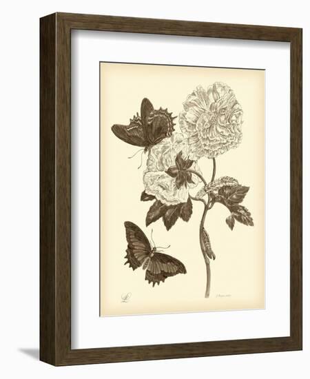 Nature Study in Sepia IV-Maria Sibylla Merian-Framed Art Print