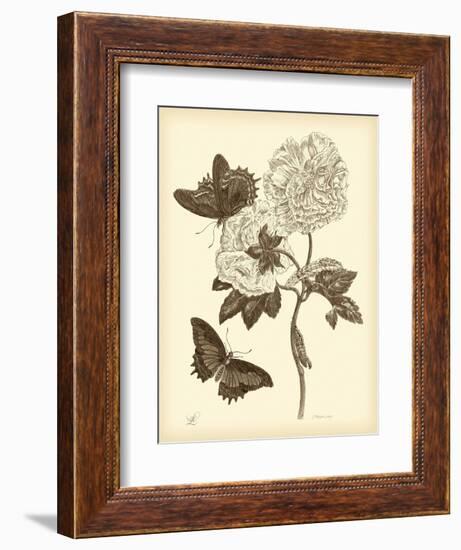 Nature Study in Sepia IV-Maria Sibylla Merian-Framed Art Print