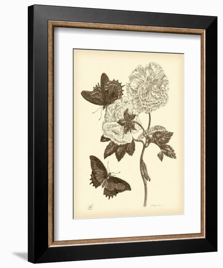 Nature Study in Sepia IV-Maria Sibylla Merian-Framed Art Print