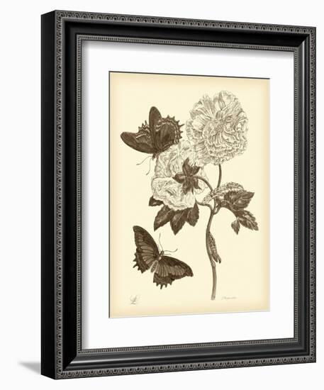 Nature Study in Sepia IV-Maria Sibylla Merian-Framed Art Print