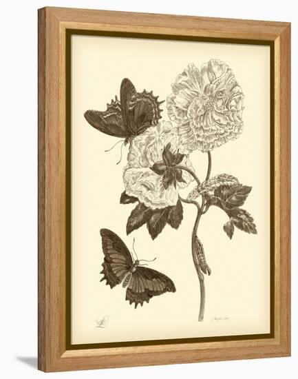 Nature Study in Sepia IV-Maria Sibylla Merian-Framed Stretched Canvas