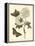 Nature Study in Sepia IV-Maria Sibylla Merian-Framed Stretched Canvas