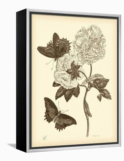 Nature Study in Sepia IV-Maria Sibylla Merian-Framed Stretched Canvas