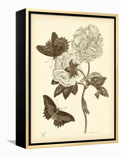 Nature Study in Sepia IV-Maria Sibylla Merian-Framed Stretched Canvas