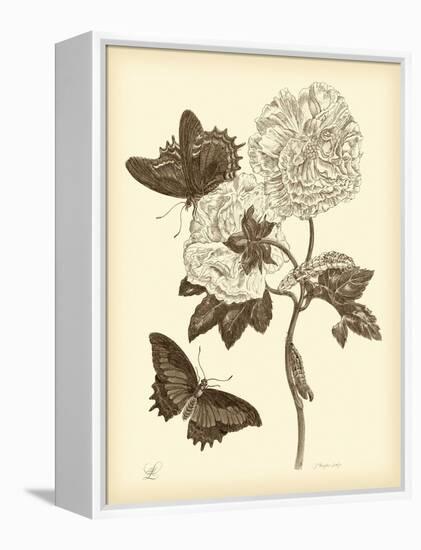 Nature Study in Sepia IV-Maria Sibylla Merian-Framed Stretched Canvas