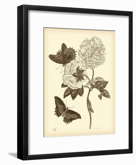 Nature Study in Sepia IV-Maria Sibylla Merian-Framed Art Print