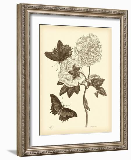 Nature Study in Sepia IV-Maria Sibylla Merian-Framed Art Print