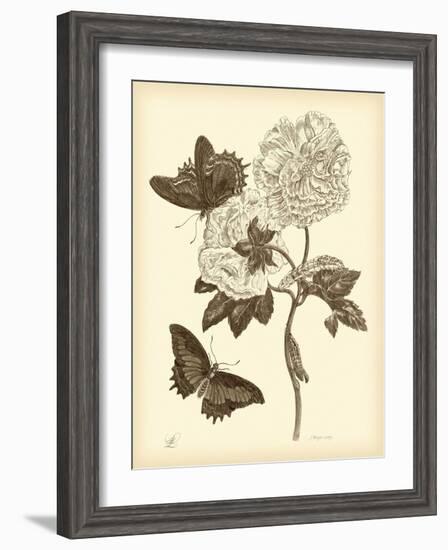 Nature Study in Sepia IV-Maria Sibylla Merian-Framed Art Print