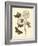 Nature Study in Sepia IV-Maria Sibylla Merian-Framed Art Print