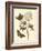 Nature Study in Sepia IV-Maria Sibylla Merian-Framed Art Print