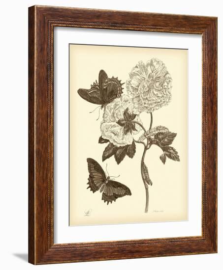 Nature Study in Sepia IV-Maria Sibylla Merian-Framed Art Print