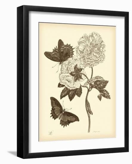 Nature Study in Sepia IV-Maria Sibylla Merian-Framed Art Print