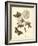 Nature Study in Sepia IV-Maria Sibylla Merian-Framed Art Print