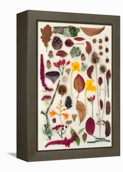 Nature Study of Autumn Leaves Flowers and Berry Fruit-marilyna-Framed Premier Image Canvas