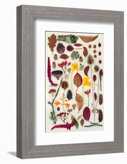 Nature Study of Autumn Leaves Flowers and Berry Fruit-marilyna-Framed Photographic Print