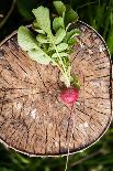 Rustic Macro Shot of Cactus - Tropical Plant with Shallow Depth of Field.Natural Background with Su-NaturePhotography-Photographic Print