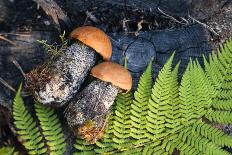 Macro Photo of Orange-Cap Boletus on Wooden Backfround. Wild Mushroom. Leccinum Aurantiacum.-NaturePhotography-Framed Photographic Print