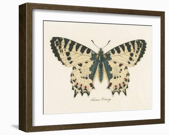 Natures Butterfly I-Wild Apple Portfolio-Framed Art Print