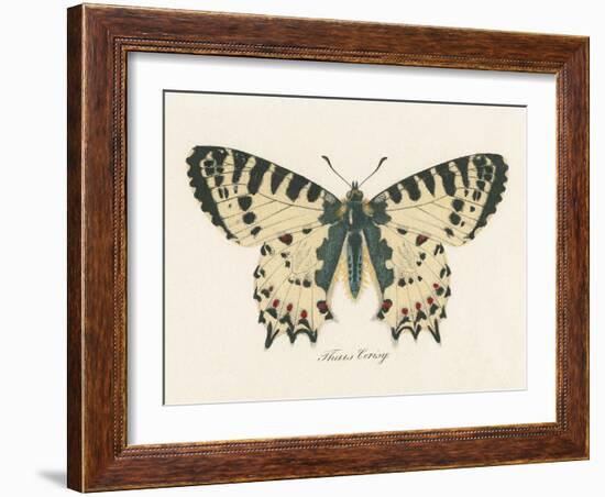 Natures Butterfly I-Wild Apple Portfolio-Framed Art Print