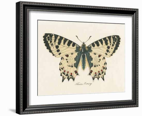 Natures Butterfly I-Wild Apple Portfolio-Framed Art Print