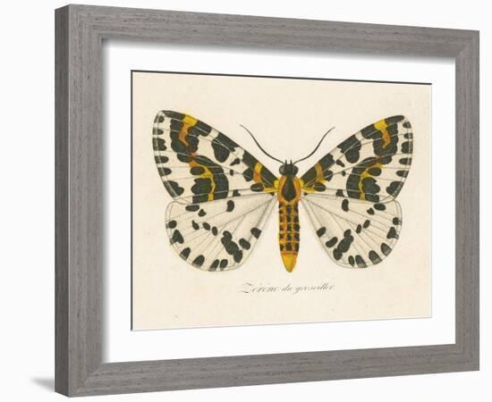 Natures Butterfly IV-Wild Apple Portfolio-Framed Art Print