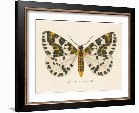 Natures Butterfly IV-Wild Apple Portfolio-Framed Art Print