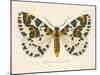 Natures Butterfly IV-Wild Apple Portfolio-Mounted Art Print