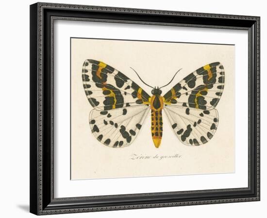 Natures Butterfly IV-Wild Apple Portfolio-Framed Art Print