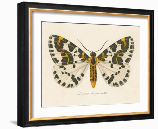 Natures Butterfly IV-Wild Apple Portfolio-Framed Art Print