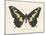 Natures Butterfly VI-Wild Apple Portfolio-Mounted Art Print