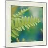 Natures Fern I-null-Mounted Art Print