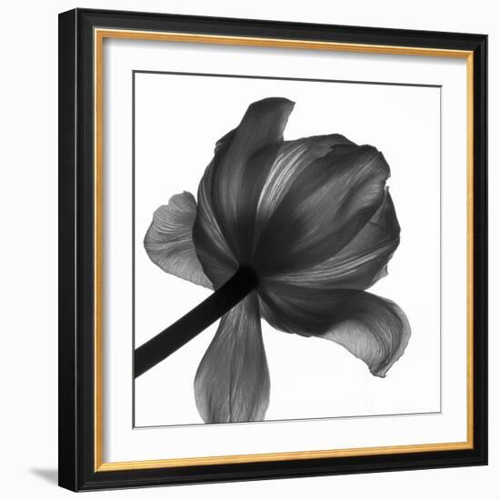 Natures Textile, 2006-Hiroyuki Arakawa-Framed Photographic Print