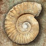 Fossil Spiral Snail Stone Real Ancient Petrified Shell over Limestone-Natureworld-Photographic Print