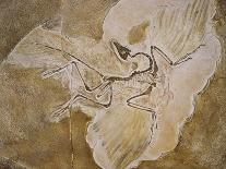 Archaeopteryx Lithographica Fossil-Naturfoto Honal-Laminated Photographic Print