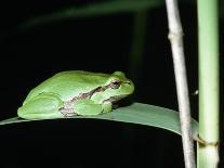 European Green Treefrog-Naturfoto Honal-Photographic Print