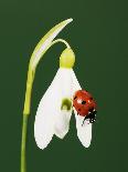 Ladybug on Snowflake Flower-Naturfoto Honal-Framed Photographic Print