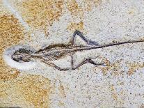 Eryon Arctiformis Crab Fossil-Naturfoto Honal-Photographic Print