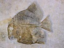 Macromesodon Macropterus Fish Fossil-Naturfoto Honal-Framed Photographic Print