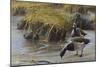 Nauesink River Mates-Michael Budden-Mounted Giclee Print