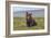 Naughty but Nice (Brown Bear Cub)-Art Wolfe-Framed Giclee Print