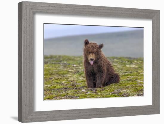 Naughty but Nice (Brown Bear Cub)-Art Wolfe-Framed Giclee Print