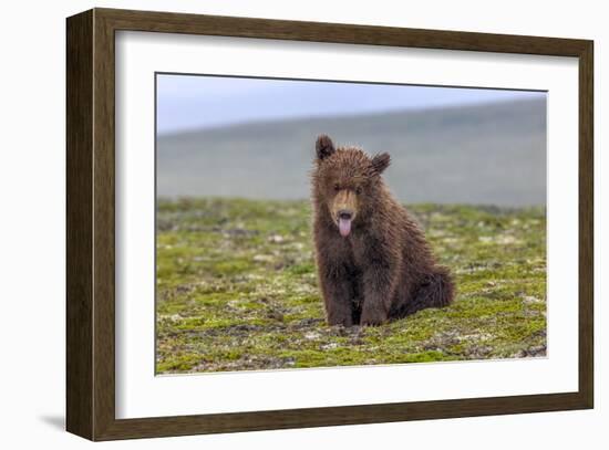 Naughty but Nice (Brown Bear Cub)-Art Wolfe-Framed Giclee Print