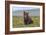 Naughty but Nice (Brown Bear Cub)-Art Wolfe-Framed Giclee Print