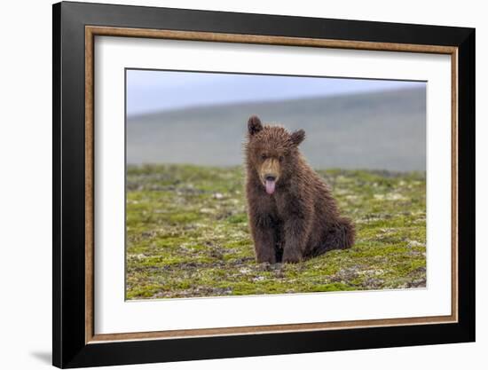 Naughty but Nice (Brown Bear Cub)-Art Wolfe-Framed Giclee Print