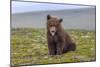 Naughty but Nice (Brown Bear Cub)-Art Wolfe-Mounted Giclee Print