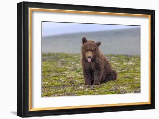 Naughty but Nice (Brown Bear Cub)-Art Wolfe-Framed Giclee Print